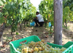 zangarsa agriturismo mangiare calabria