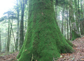 parco regionale delle serre calabresi